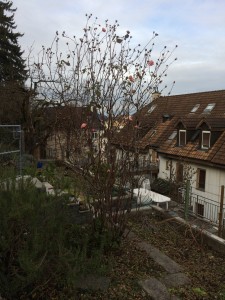 Der Rosenbaum vor dem Schneiden, mit blühenden Rosen an Heiligabend!