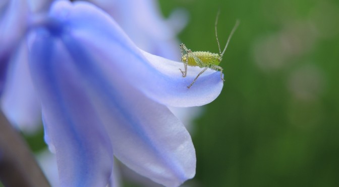 Blumenwiesen-Fotowettbewerb