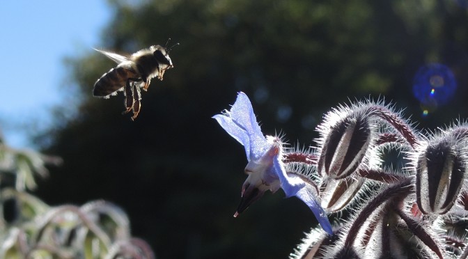 Bienen am Borretsch